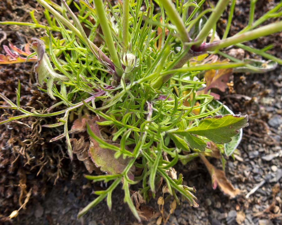 Scabiosa triandra / Vedovina a foglie sottili